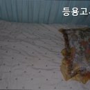 등용고시원