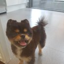 스칸디동물병원 이미지