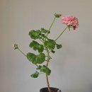 미소빵빵