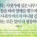시냇가에심은나무 네이버블로그