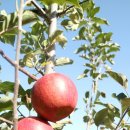 영승농장 이미지