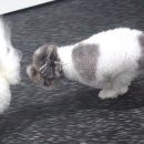 웬만해선 개들을 막을 수 없다 이미지