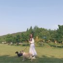 욜로독 이미지