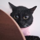 오뗄뒤샤 이미지