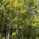 대갈놀이공원 이미지