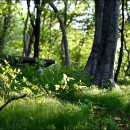 거제자연휴양림 이미지