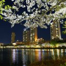 석천호수 벚꽃 야경 사진 이미지