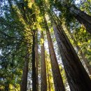 레드우드 이미지