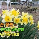 수선화 번식 방법과 키우기 꽃말 전설 알아보기 이미지