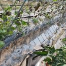 안고랑농장 이미지