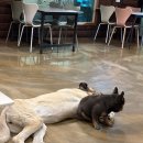 파라다이스유치원 | [파주 애견카페] 대형견들의 파라다이스 '독스테이션' 애견호텔, 애견유치원까지!♡