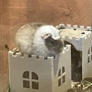 테이블에이 이미지