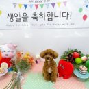 도그몽 베이커리 이미지