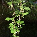 오미자희망마을 이미지