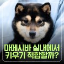 한국시바견클럽 이미지