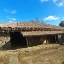 퐁낭아래 이미지