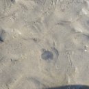 신송마을 화장실 | 하나개 해수욕장 갯벌체험 왕초보 주간해루질 도전기 w 갯가재 잡는법, 물때표 보는 법