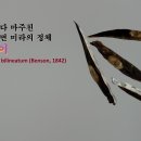 🎬아파트 발코니 내벽에 박제된 정체불명의 물체 (반전주의) 이미지