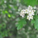 산사나무(이명 : 가새잎산사나무. 넓은잎산사나무. 동배산사아가위나무. 아그배나무. 애광나무. 일월산사나.무질배나무. 찔구배나무) 이미지