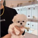 하남강아지 이미지