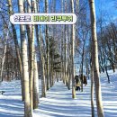 삿포로 비에이투어 코스 탁신관 흰수염폭포 사계채언덕 눈썰매 후기