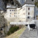 수성교 남서쪽 교통섬 | 슬로베니아 프레드야마성 포스토이나 동굴 투어 후기 입장료 예약