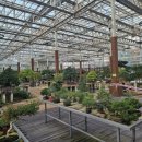 분재전시회 | 영양추천 여행지 분재야생화테마파크