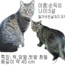 [안산시 와동] 코숏/여아/5년/회색태비 이미지