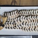 명가황칠장어 이미지