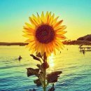 해바라기 이미지