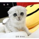 펫365 네이버블로그