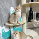 moons | 스투키 카벤샌드 후기가 콸콸콸!! moons_family_