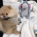 몽몽이# 이미지