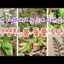 3월 안양천 주변에서 눈 크게 뜨면 만날 수 있는 봄 들풀 55종 해설 /싸돌맨 동영상 이미지