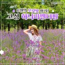 6/23(화)보랏빛향기 하늬라벤더팜 축제와 백섬해상전망대 최북단 대진등대 이미지