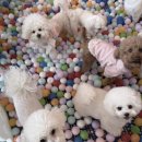 강아지 호텔 이미지