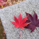 유네스코화장실 이미지