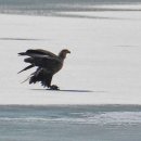 오리사냥 이미지