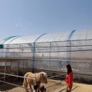 지산농장 | 용인 체험농장 포레스트벨 딸기체험 하고 동물 먹이주기도 가능 32개월 쌍둥이와 다녀온후기