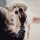 원사산농장 | 강형욱훈련사님 한번 보려다가../세바여강형욱/후원사홍보가있었단걸알았더라면/상조회사가입이중요...