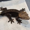 원주브리딩 | 크레스티드 게코 브리딩 하실 분들 주목해주세요! 성체 입고 소식!