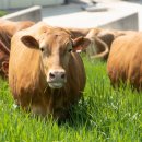 두수 | 브루셀라 검사, 병보다 무서운 건 ‘출하 일정 꼬임’입니다!