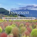 코스모스공원 | 양산 황산공원 댑싸리 코스모스 위치 및 최신후기!🌷