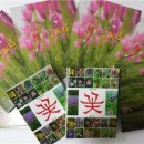 정원야생화 이미지