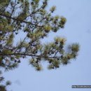 황금소나무 이미지