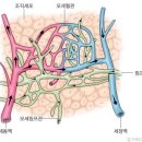 엔더모슬림