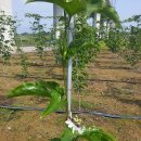 김해농장 이미지