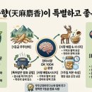 천마유통 | [무주천마]뇌 건강을 생각한다면? 천마 효능부터 좋은 천마 고르는 법, 천마사향 OK1004까지 완벽 정리