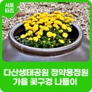 다산늘푸른약국 | 다산생태공원 정약용정원 (가을 꽃구경 - 노란색 빨간색 국화, 구절초, 주차 꿀팁, 북한강)