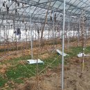 전정금농장 이미지